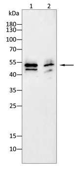 MYC Antibody