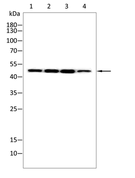 MYC Antibody
