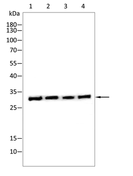 NQO1 Antibody