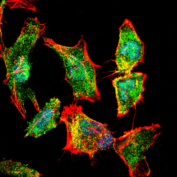 MYD88 Antibody