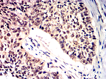 MYD88 Antibody