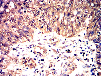 MYD88 Antibody