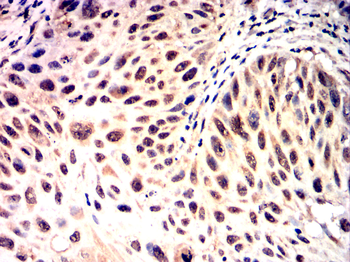 MITF Antibody