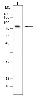 MMP2 Antibody