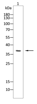 IL1B Rabbit Polyclonal Antibody