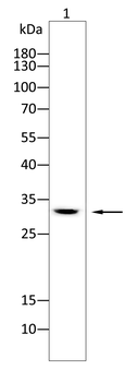 IL1B Rabbit Polyclonal Antibody