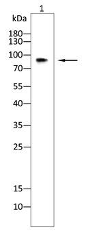 DNM1L Antibody