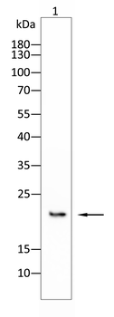 TWIST1 Antibody