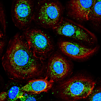 CASP8 Antibody