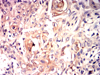 CASP8 Antibody