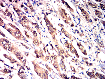 HSPA1A Antibody