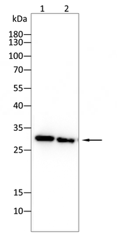 COX4I1 Antibody