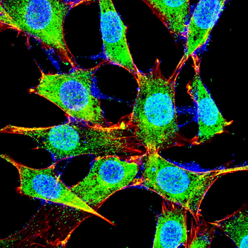 YAP1 Antibody