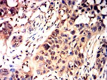 YAP1 Antibody