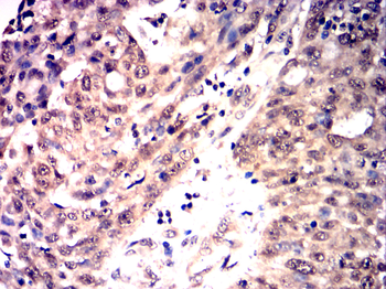 YAP1 Antibody
