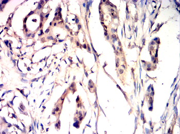 YAP1 Antibody