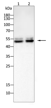 YAP1 Antibody