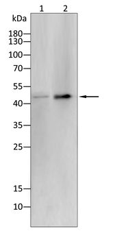 MAP2K1 Antibody