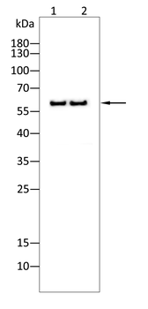 CYP11A1 Antibody