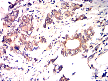 SUMO1 Antibody