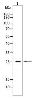 CLDN2 Antibody