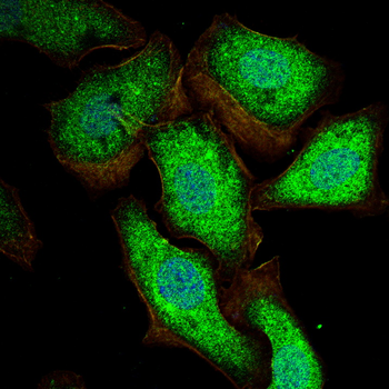 IL4 Antibody
