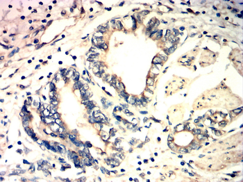 IL4 Antibody
