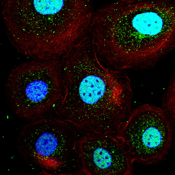 WNT5A Antibody