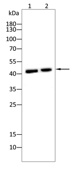 WNT5A Antibody