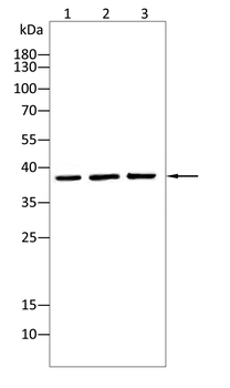 FAS Antibody