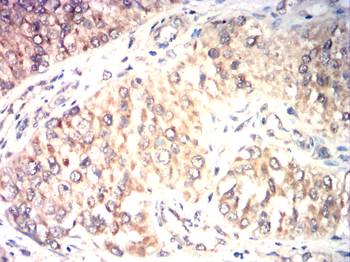 CCNA1 Antibody
