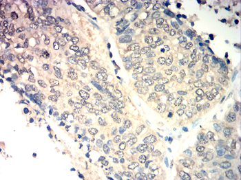 CCNA1 Antibody