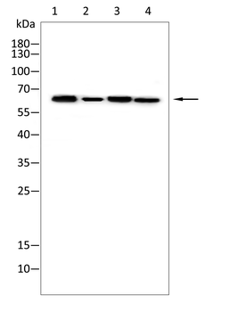 CD19 Antibody
