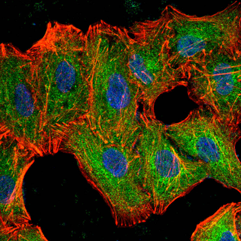 CD19 Antibody