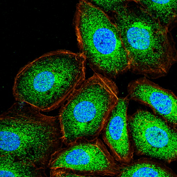 LAMP1 Antibody