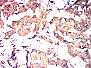 LAMP1 Antibody
