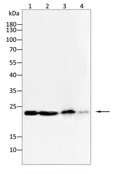 HSPB1 Antibody
