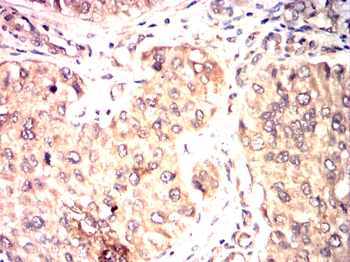 PTGS1 Antibody