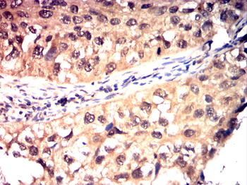PTGS1 Antibody