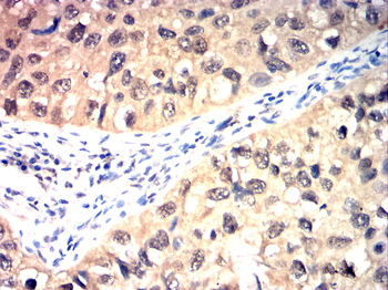 CASP1 Antibody