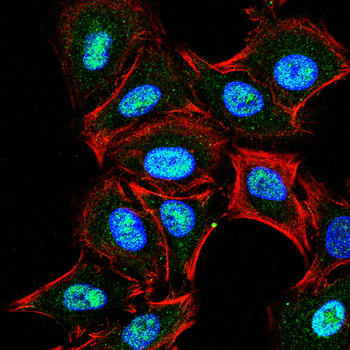 CXCR4 Antibody