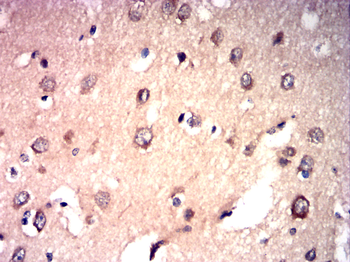 CXCR4 Antibody