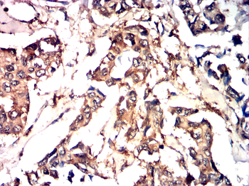 CYP1B1 Antibody