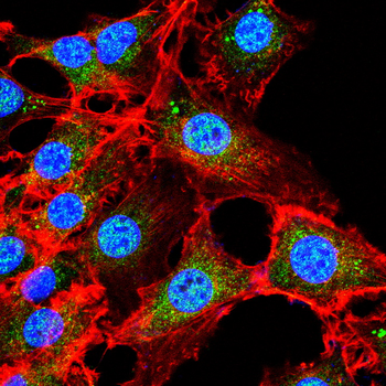 BMP4 Antibody
