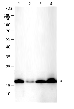 EIF5A Antibody