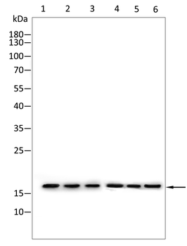 EIF5A Antibody