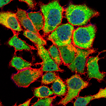EIF5A Antibody