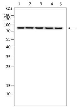 CTNNB1 Antibody