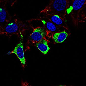 JUP Antibody
