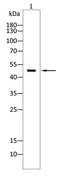 E2F1 Antibody